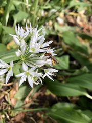 Nomada leucophthalma