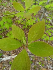 Sassafras