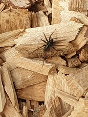 Alopecosa pulverulenta