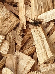 Alopecosa pulverulenta