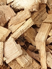 Alopecosa pulverulenta