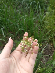 Capsella bursa-pastoris