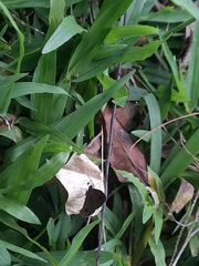 Lepidoptera