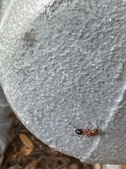 Camponotus decipiens