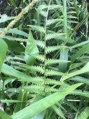 Polypodiopsida