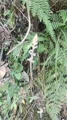 Orobanche pubescens