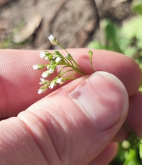 Capsella bursa-pastoris