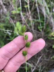 Carex tetrastachya