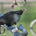 Greater Yellow-headed Vulture - Photo (c) Nick Athanas, some rights reserved (CC BY-NC-SA)