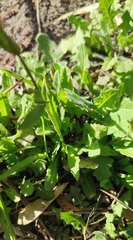Capsella bursa-pastoris