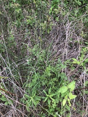 Carex tetrastachya