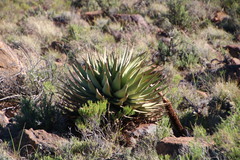 Aloe broomii