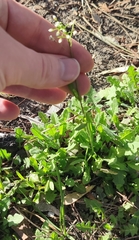 Capsella bursa-pastoris