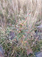 Berberis microphylla