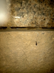 Gekko swinhonis