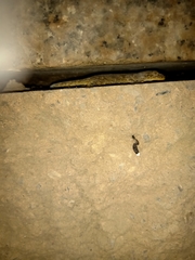 Gekko swinhonis