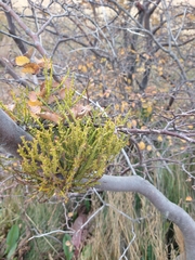 Misodendrum punctulatum