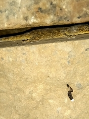 Gekko swinhonis