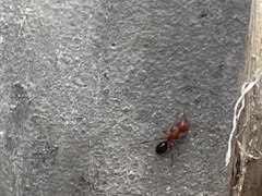 Camponotus decipiens