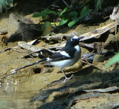 Enicurus immaculatus