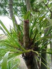 Oncidium sphacelatum