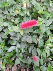 Acalypha hispida