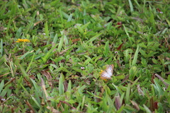Anartia jatrophae