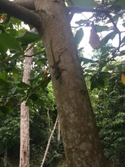 Anolis distichus