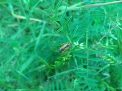 Adelphocoris suturalis