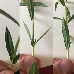 Veronica orchidea