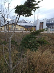 Nothofagus betuloides