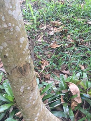 Anolis