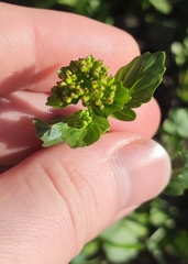Barbarea vulgaris