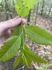 Sideroxylon lycioides