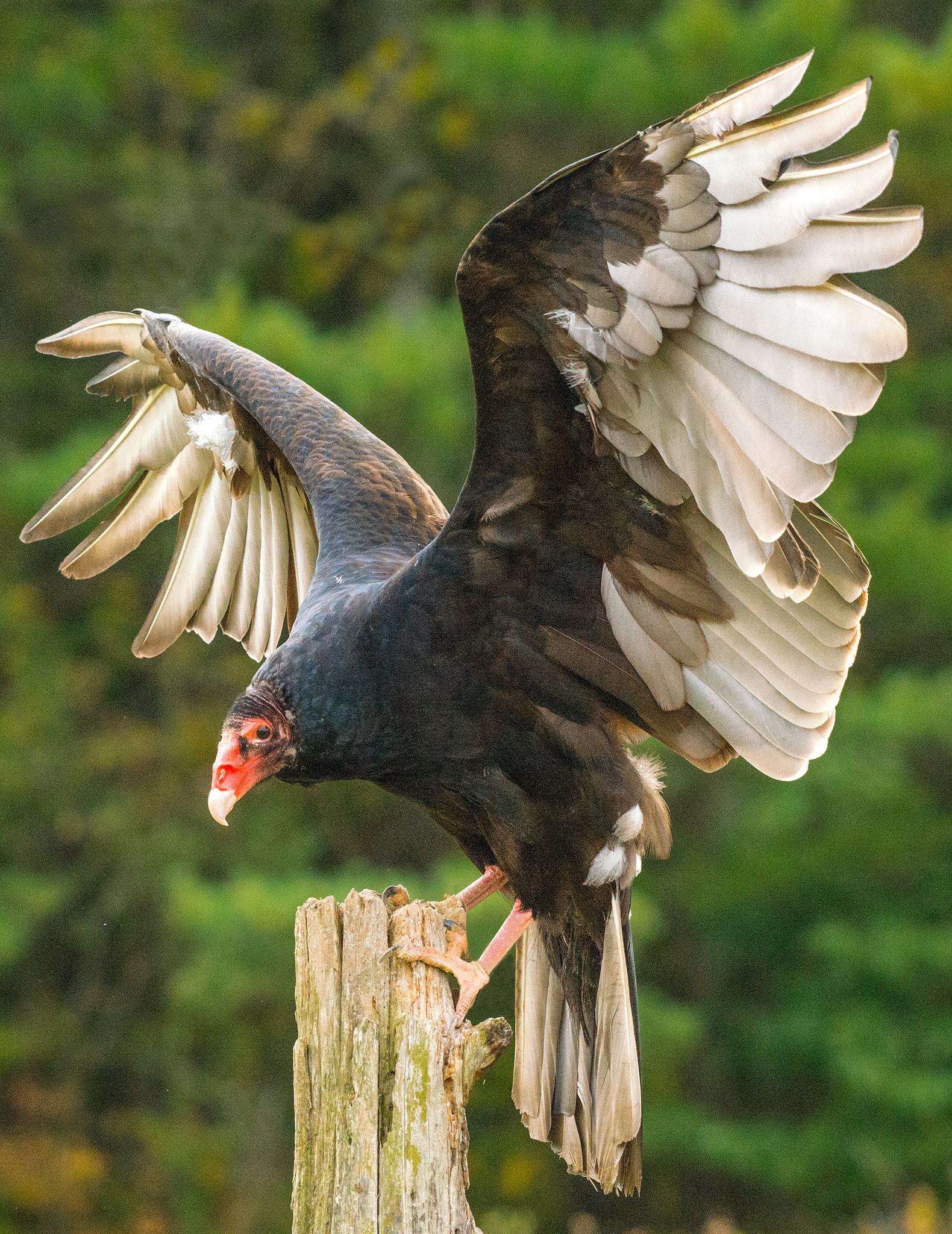 禿鷲 禿鷹～ズキンハゲワシ(Hooded Vulture) | feathercollector's