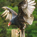 New World Vultures - Photo (c) Peter K Burian, some rights reserved (CC BY-SA)