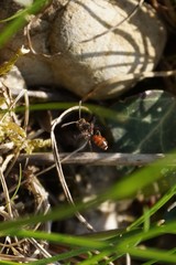 Nomada flavoguttata