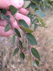 Nothofagus betuloides