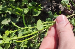 Barbarea vulgaris