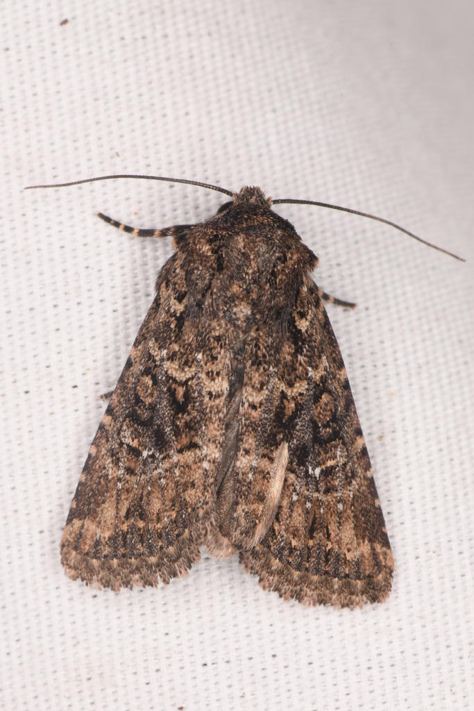 Hexorthodes nipana