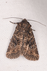 Hexorthodes nipana