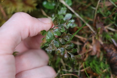 Asplenium cuneifolium