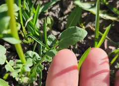 Barbarea vulgaris