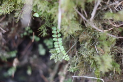 Asplenium adulterinum