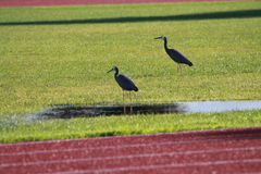 Egretta novaehollandiae