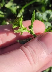 Barbarea vulgaris