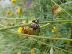 Lepyronia coleoptrata