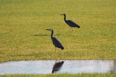 Egretta novaehollandiae