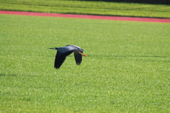 Egretta novaehollandiae
