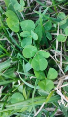 Trifolium repens
